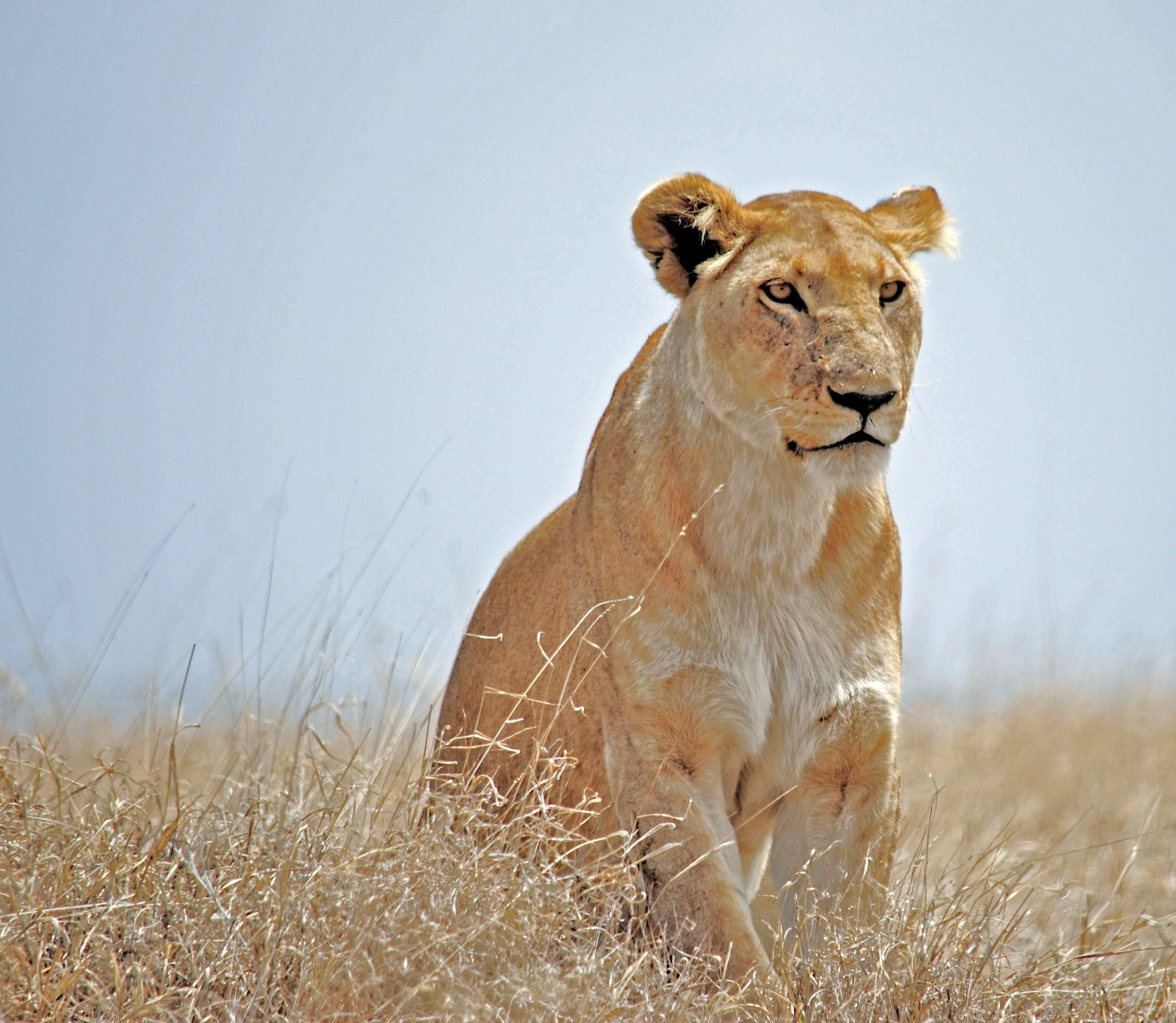 WATCH: Unexpected lioness hops onto bakkie during self-drive safari adventure
