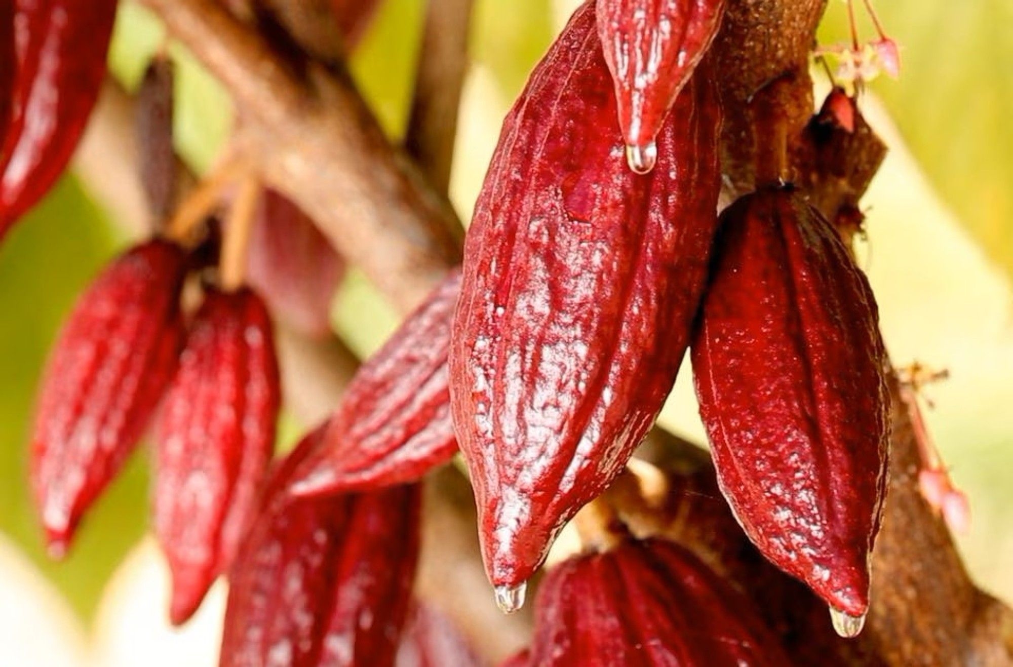 Better than gold: how Ecuador cashed in on surging cocoa prices