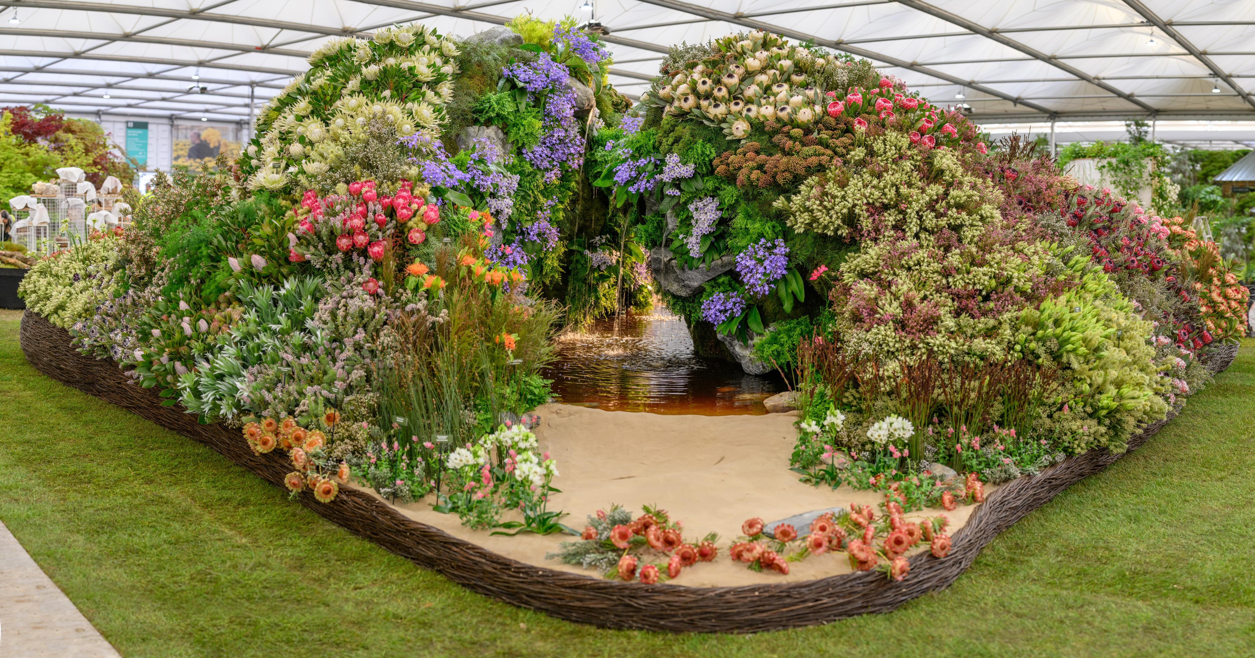 South Africa's Fynbos wins gold at UK flower competition as Kirstenbosch maintains strategic absence