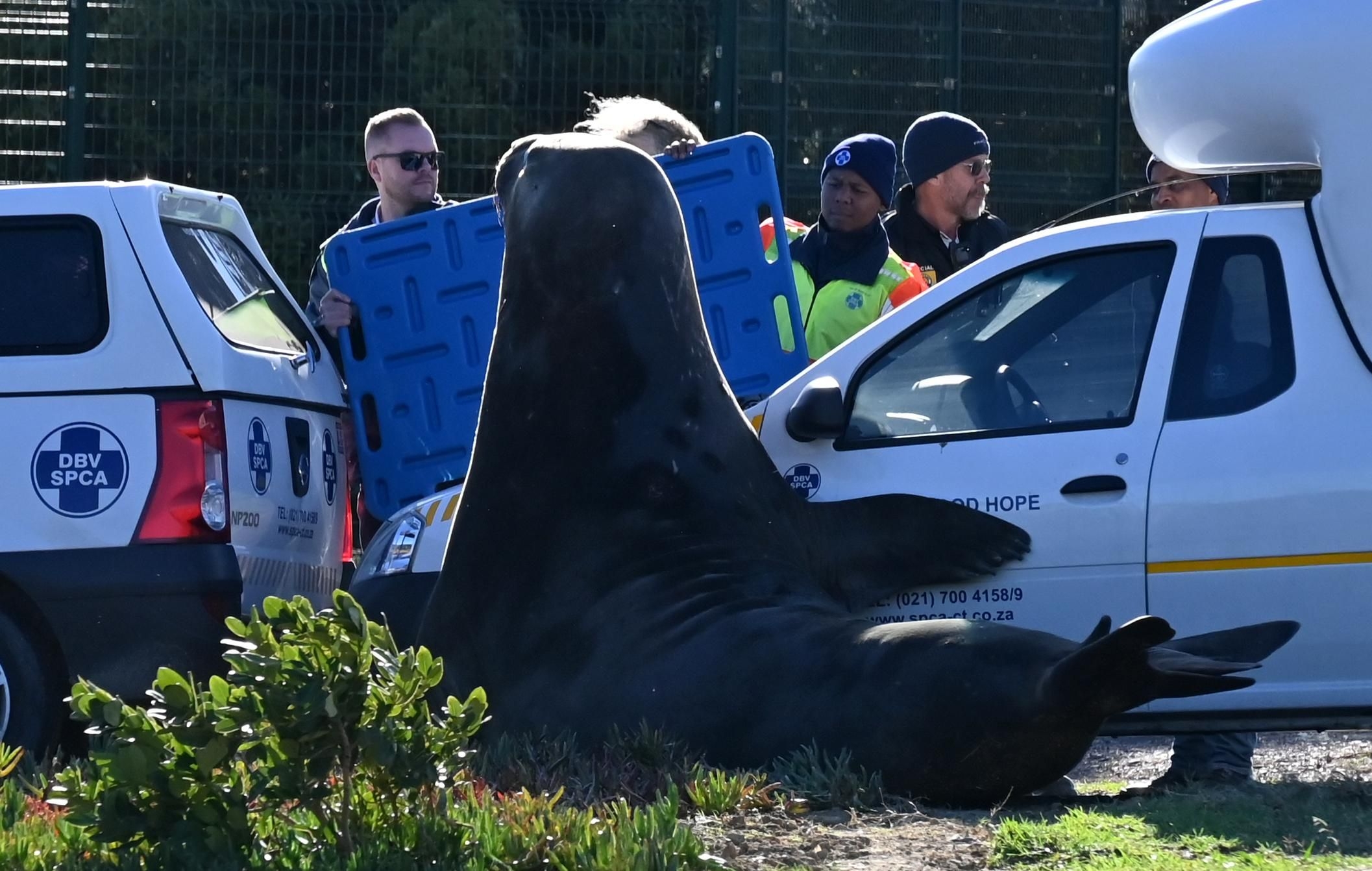 Elephant seal's surprising stroll through Gordon's Bay ends with safe return to the sea