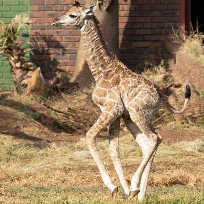 Introducing Enzo: The adorable baby giraffe born at Pretoria Zoo
