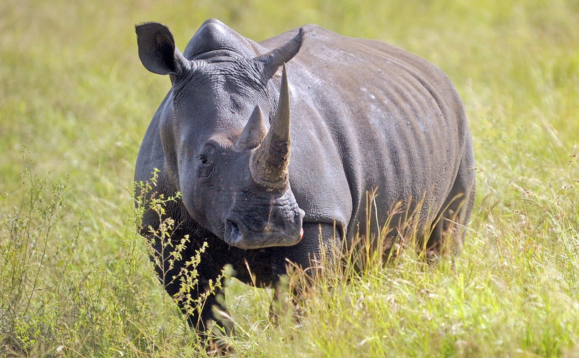 SA helps neighbouring Mozambique boosts rhino populations with recent translocation