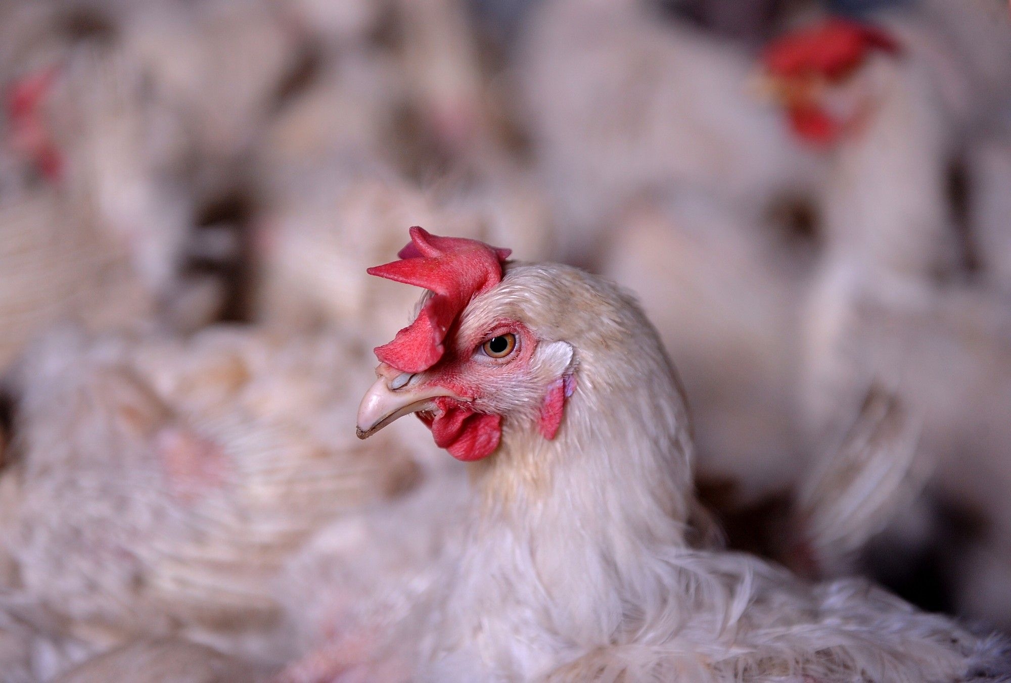 Avian flu threatens 30,000 jobs and food prices in South Africa