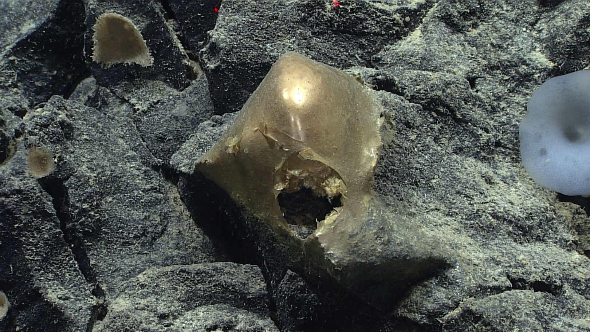 Mystery 'golden egg' found on ocean floor