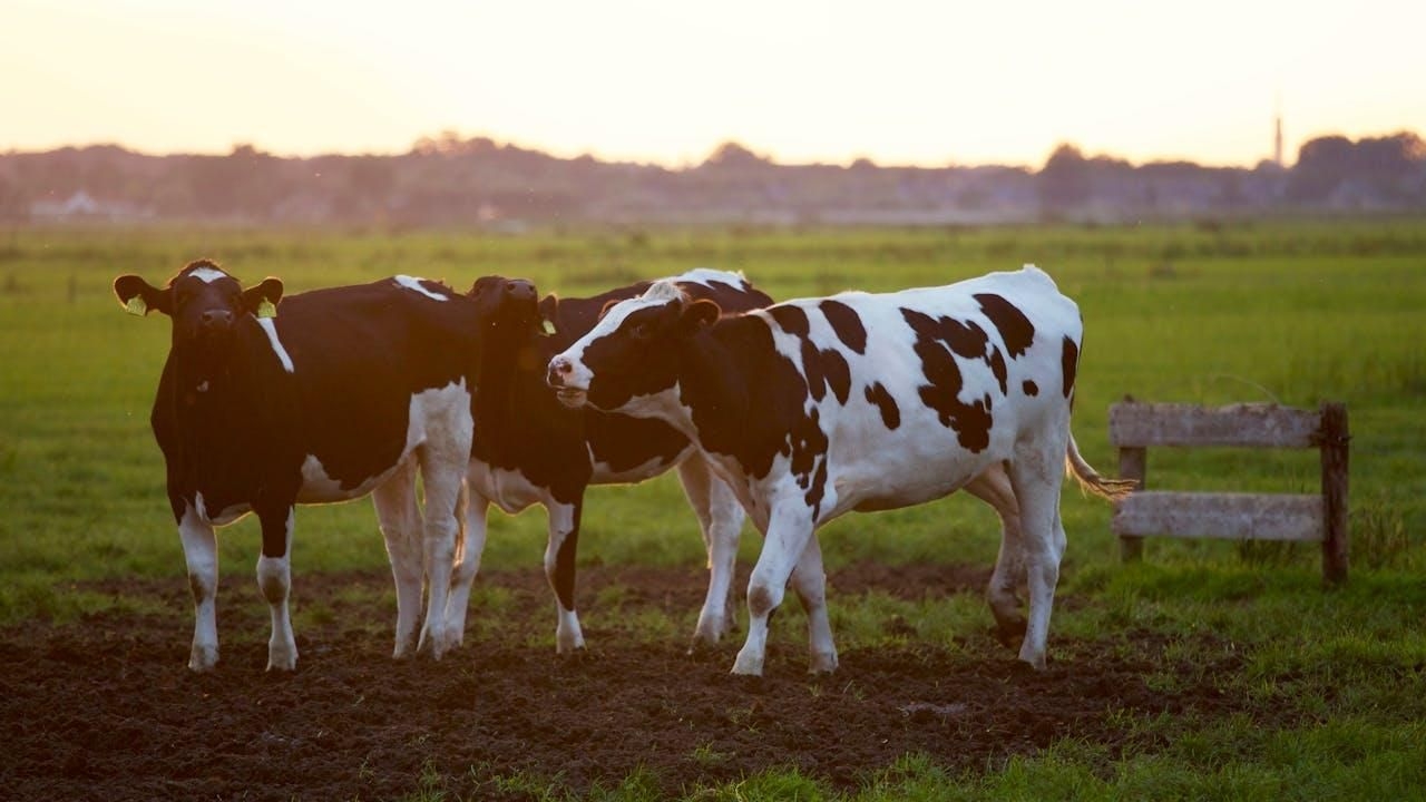 Why the Foot and Mouth Disease outbreak matters to humans