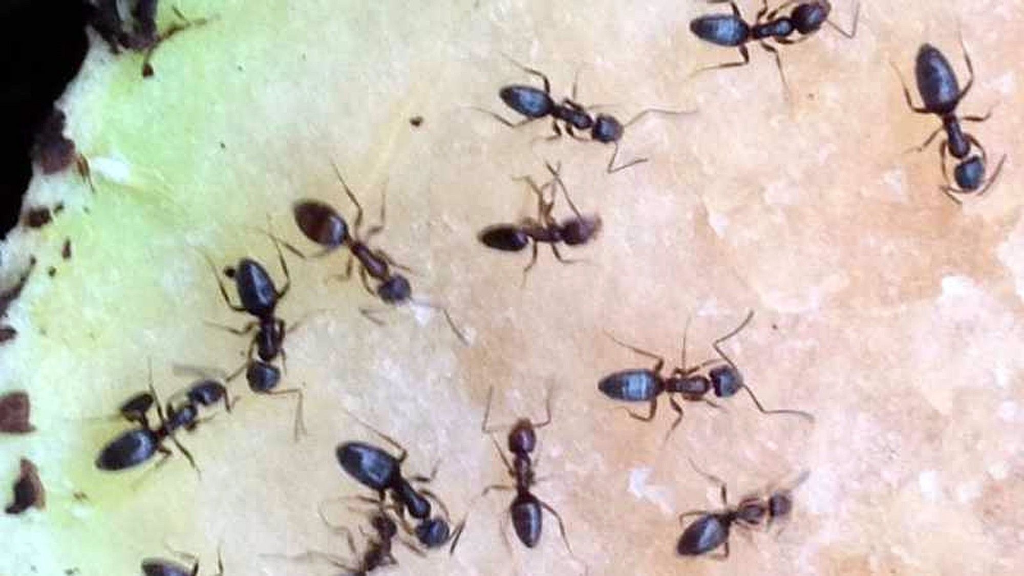 Ant smuggling bust in Kenya uncovers million-dollar global insect trade