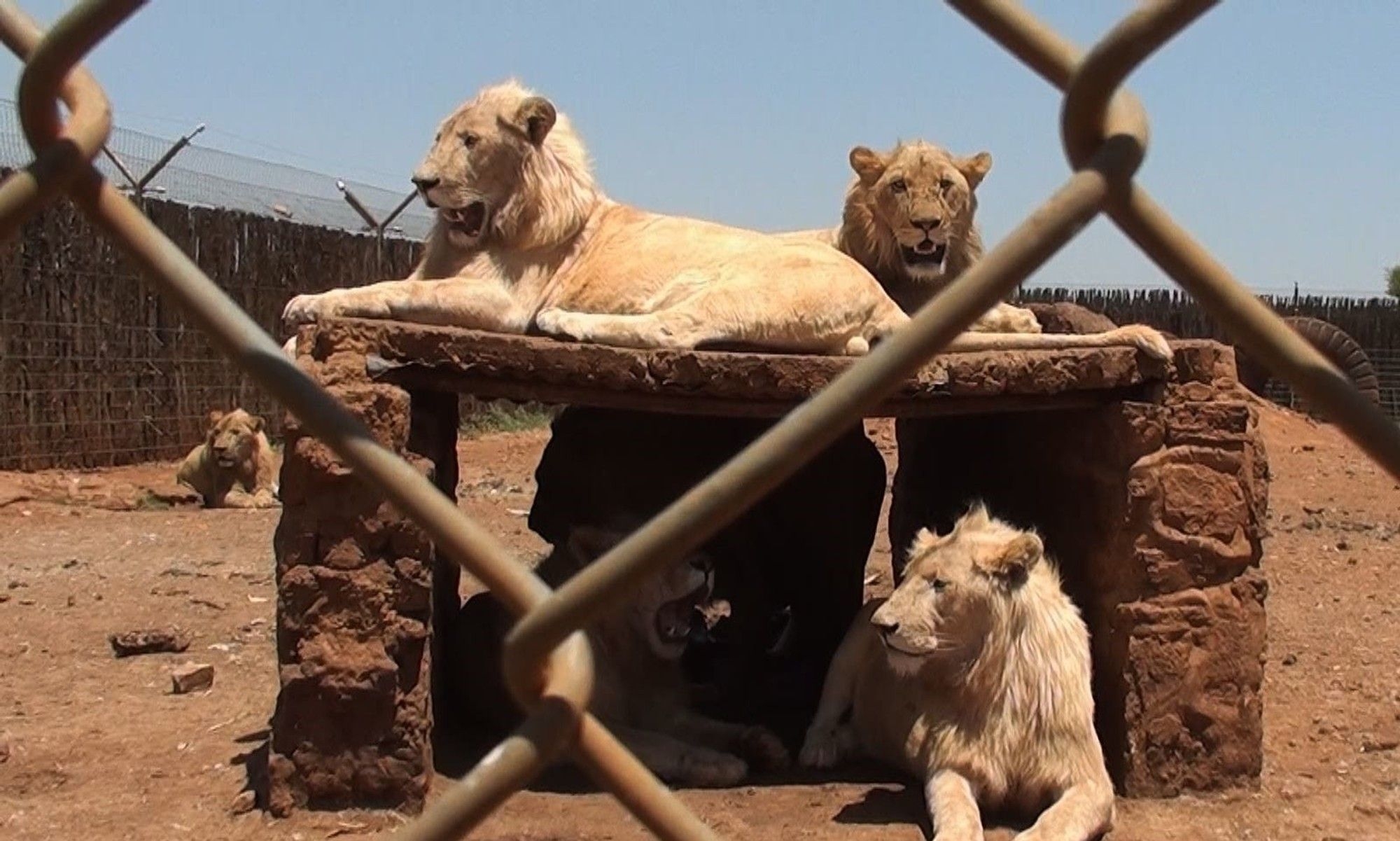 Professor sentenced for animal cruelty after starving lions found