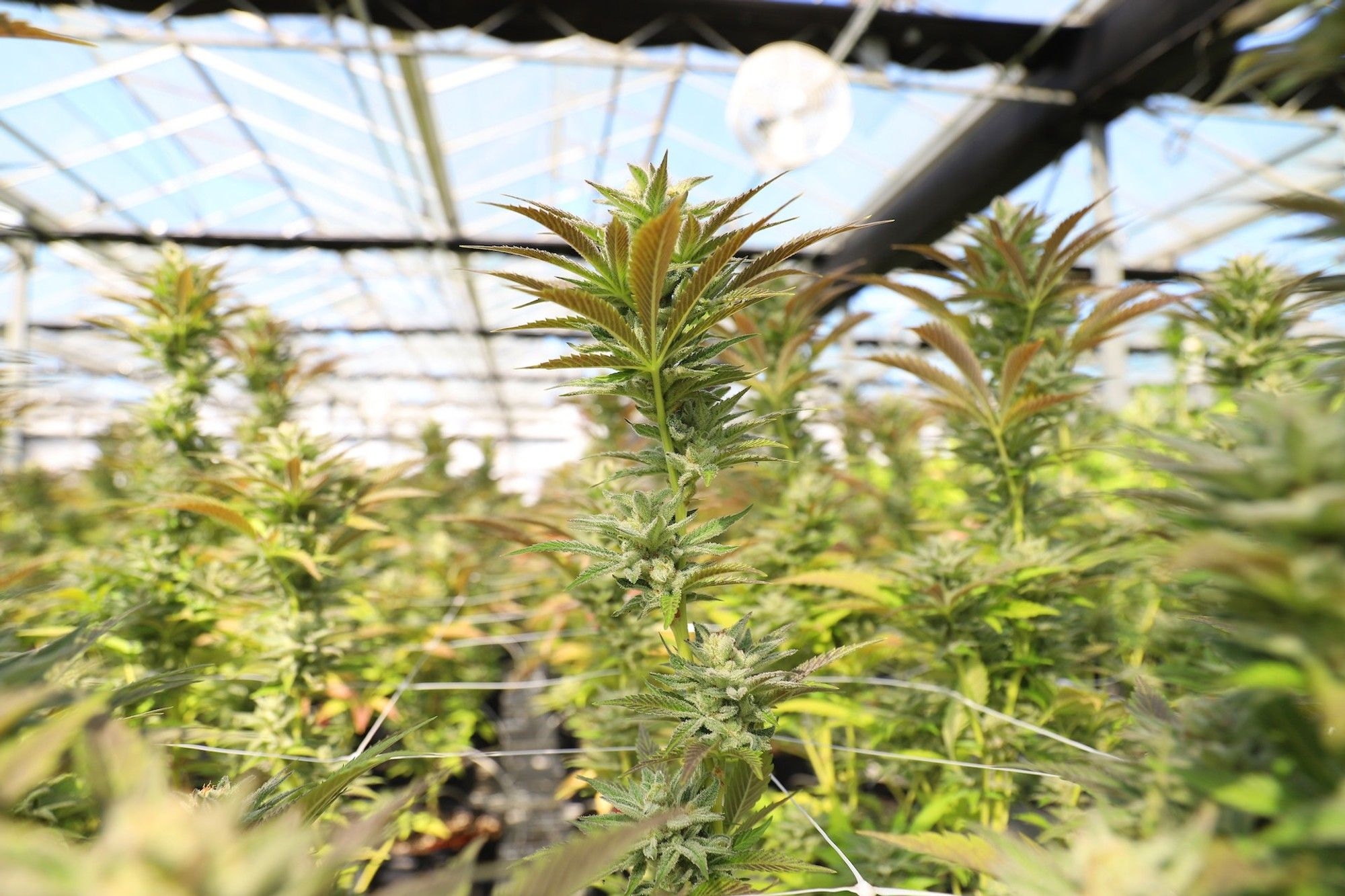Unlocking job opportunities: KZN's cannabis processing facility initiative