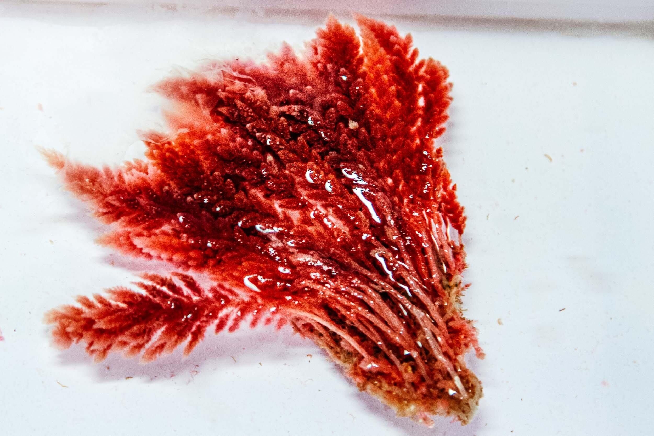 Seaweed fed to cattle stops them farting methane