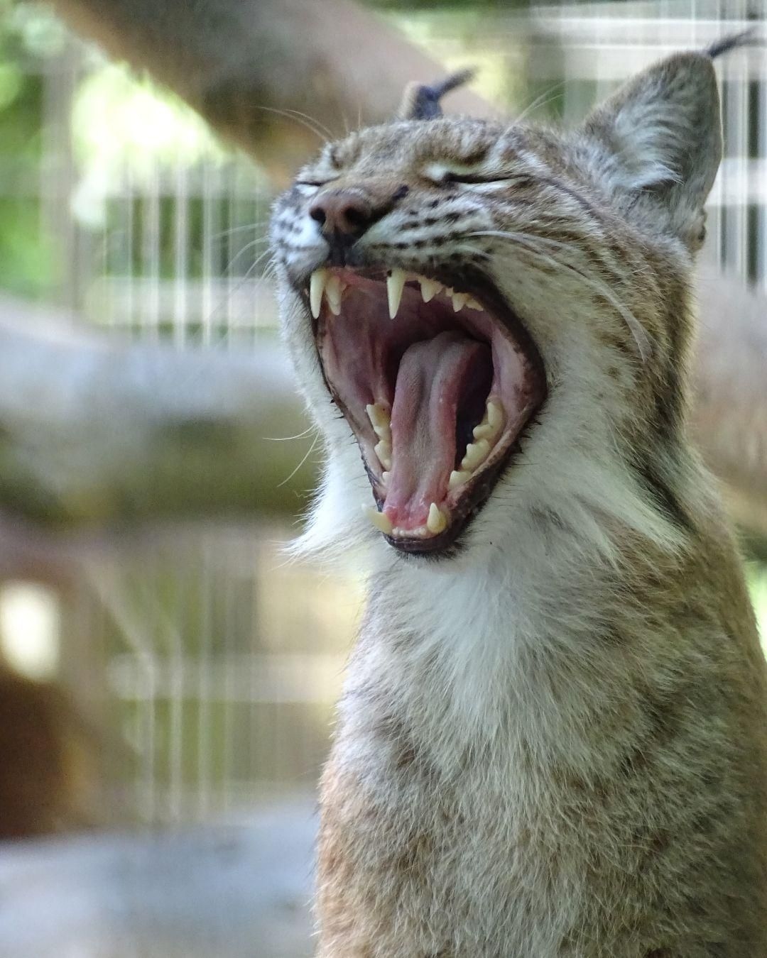 Fur real? Denmark zoo asks pet owners to donate healthy animals to feed its predators