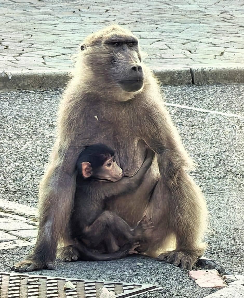 Baboons or bureaucracy? Uproar over Cape Peninsula's suggested plan to remove 121 Baboons