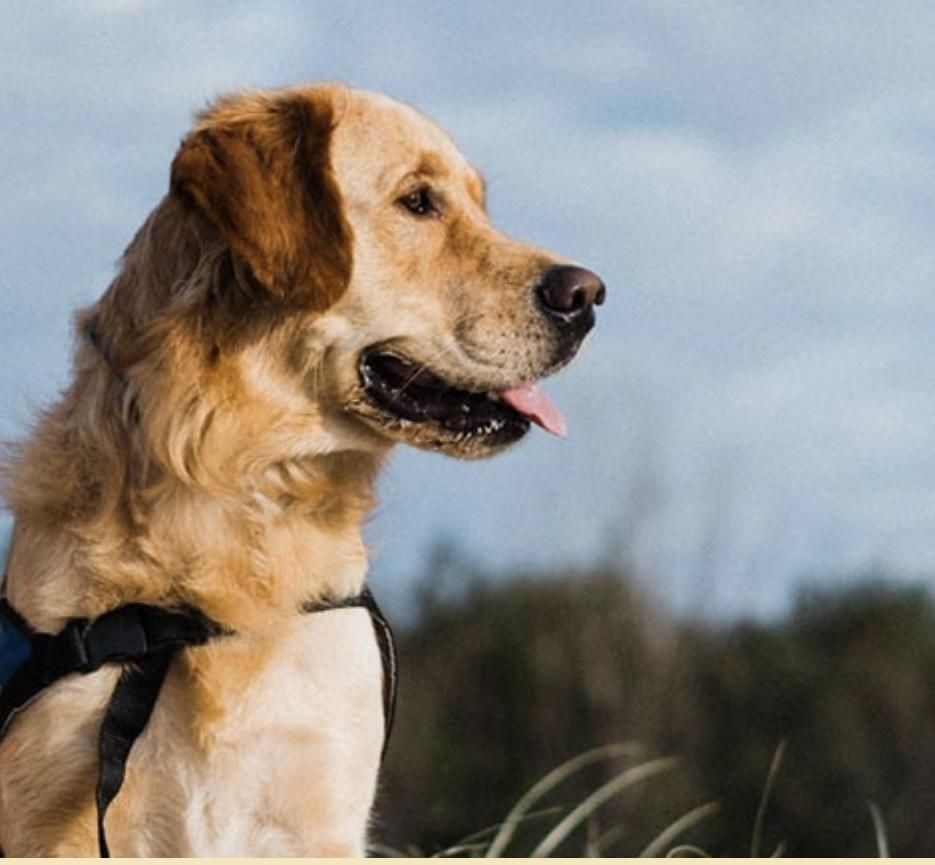 Assistance dog owners face discrimination and exclusion, urges GDA for stronger protections