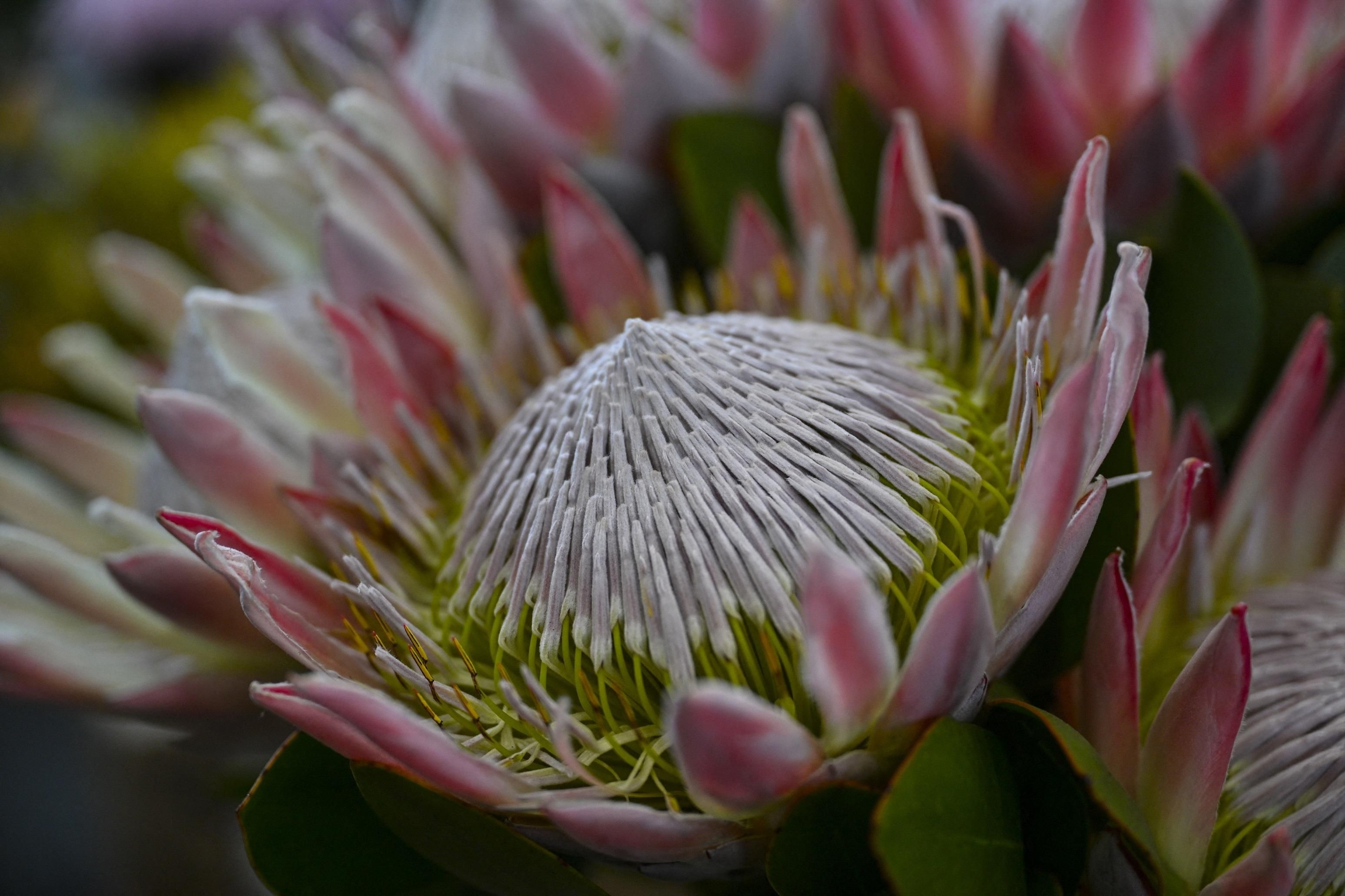 Blooming against the odds: Proteas thrive on farm far from natural habitat