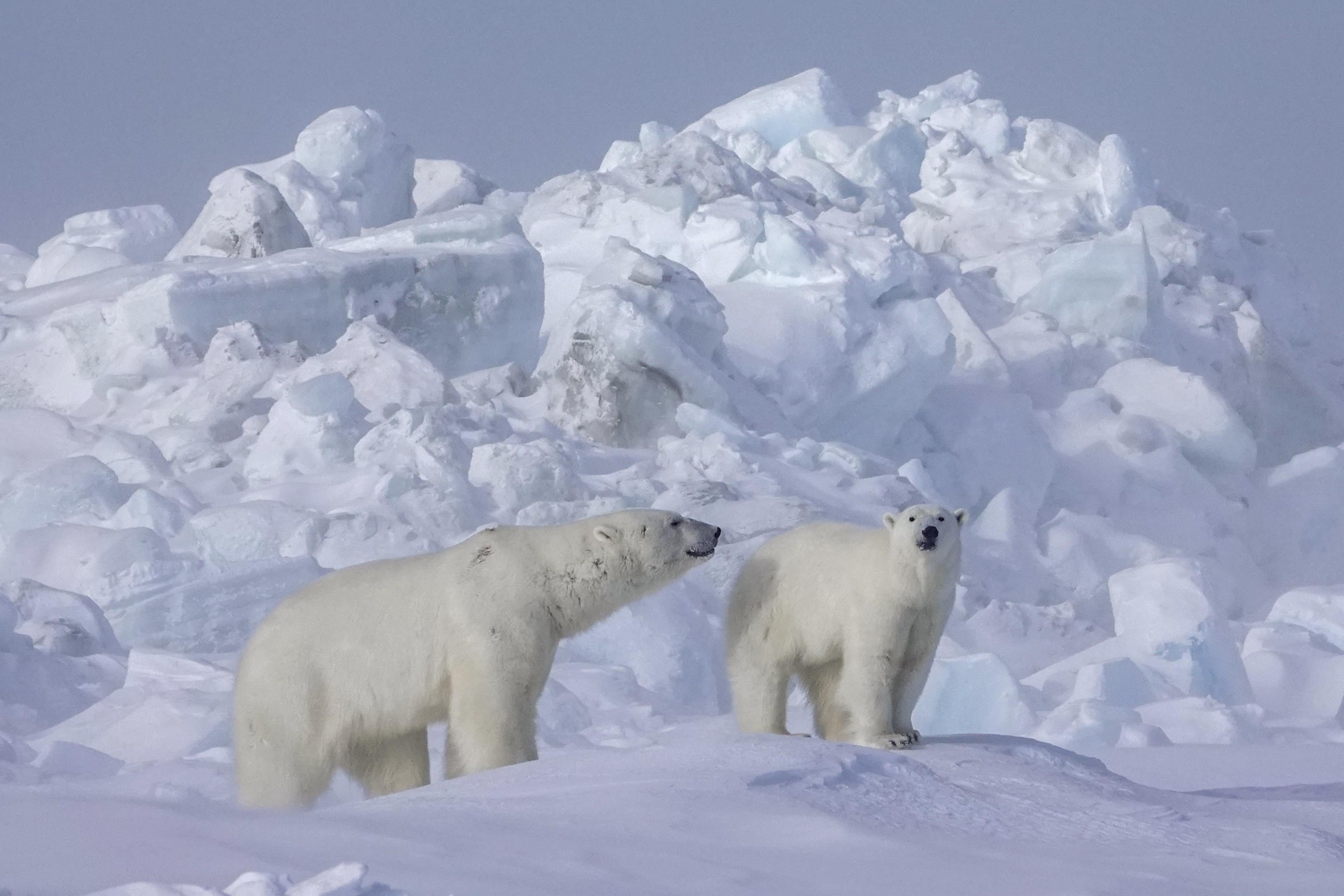 Finding hope this Earth Day: innovations and recoveries in climate action