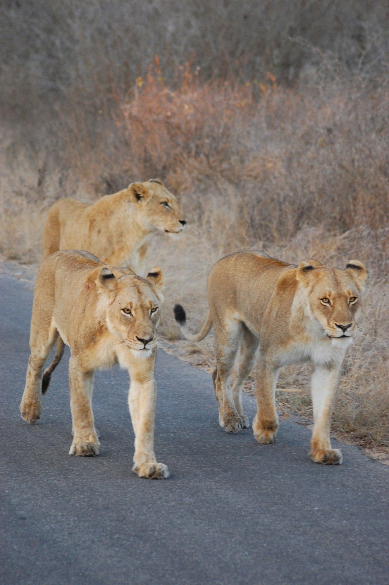 NSPCA pushes for dedicated courts to speed up wildlife cases
