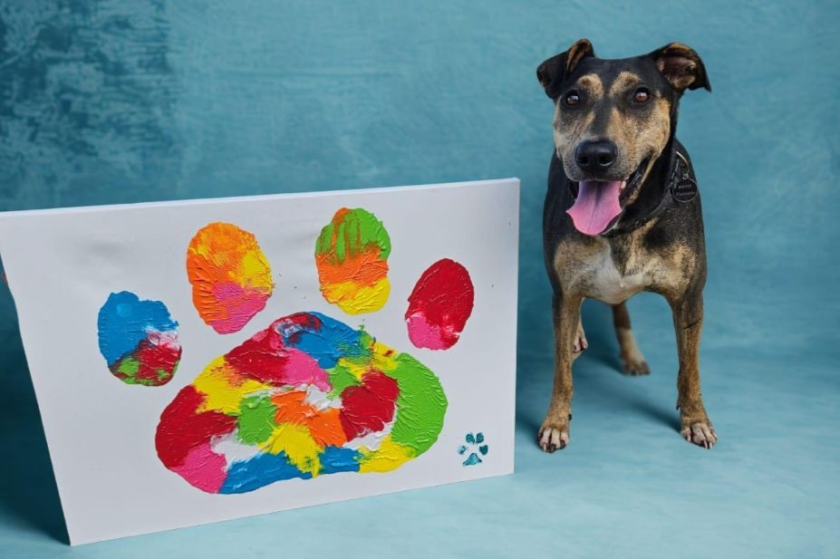 Support animal welfare organisation's ‘Rock for Rescue' fundraiser