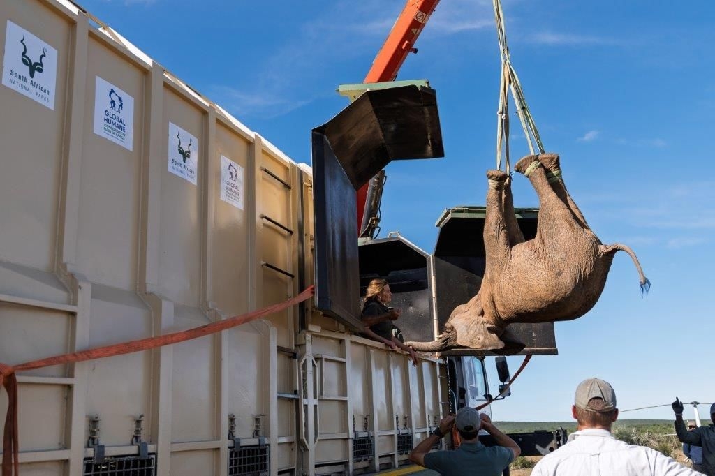 How elephant translocation is reviving biodiversity in Addo Elephant National Park