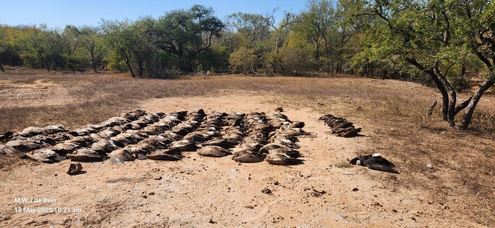 Another 100 endangered vultures killed
