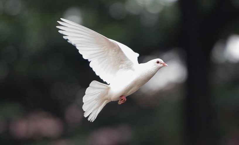 Peace Fund and the Quest for Peace and Security in Africa