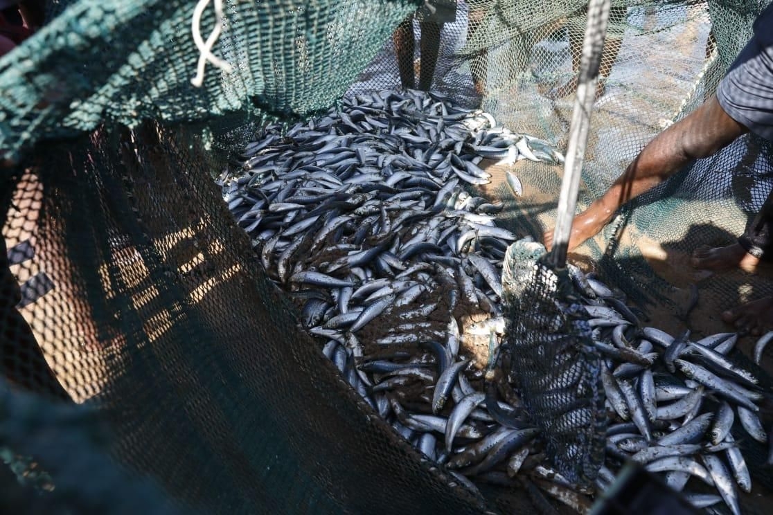 Increased shark activity prompts warnings as the Sardine Run returns to KwaZulu-Natal