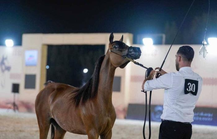 منافسات قوية في كأس الإمارات العالمي لجمال الخيل العربية