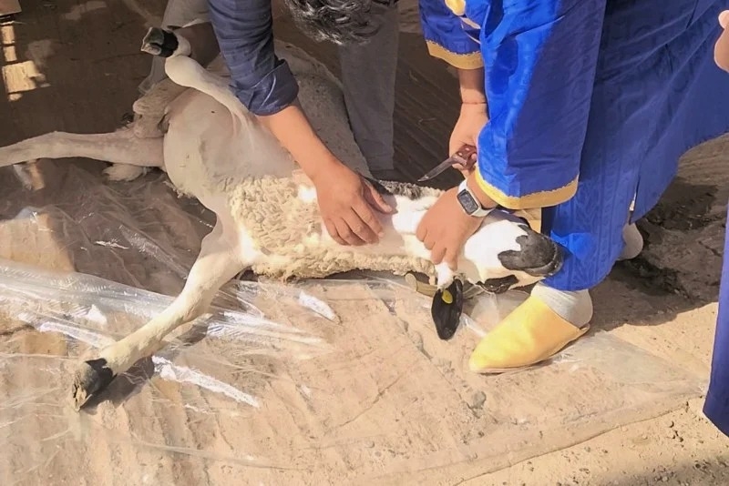 ذبيحة سرية في عيد الأضحى من صنع " الشناقة"