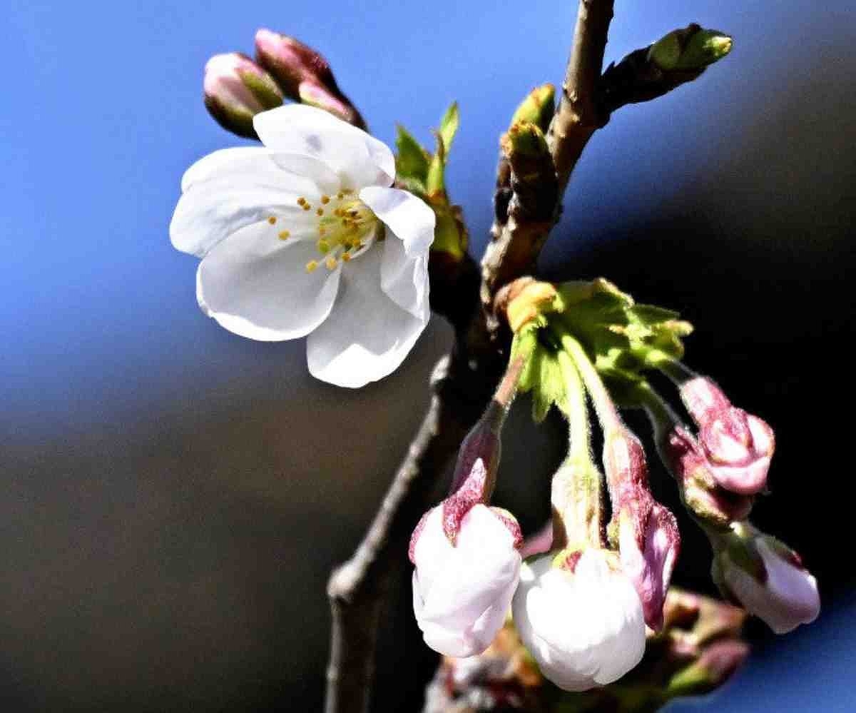 AI Tool Aims to Help Conserve Japan's Cherry Trees by Assessing Many Photos