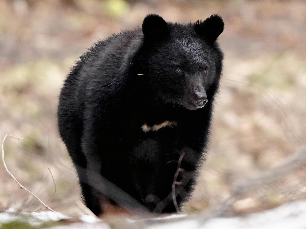 Elderly Woman Injured in Bear Attack in Japan's Nara Prefecture