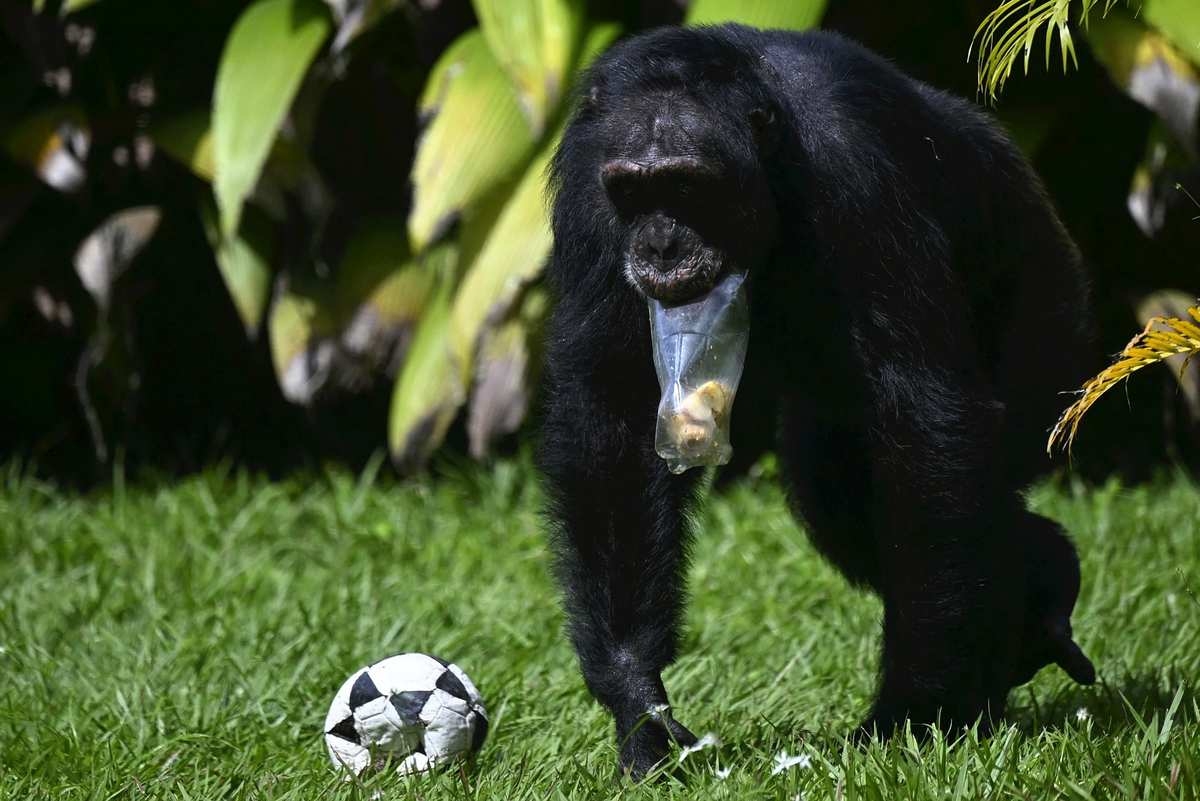 Colombia's Lonely Chimp Finds New Home in Brazil