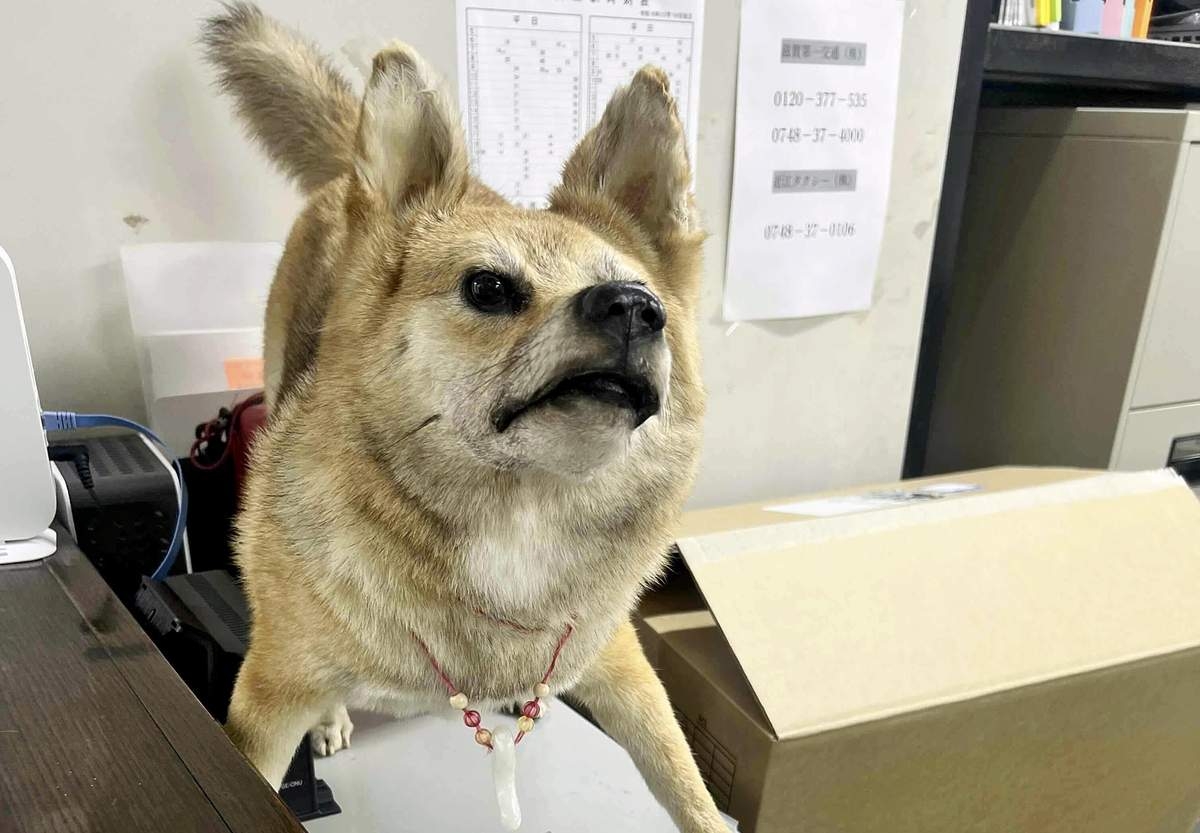 Model of Ancient Yayoi Dog Attracting Visitors to Museum in Shiga Pref.; Social Media Posts Show Dog ‘Walking' in and Out of Facility