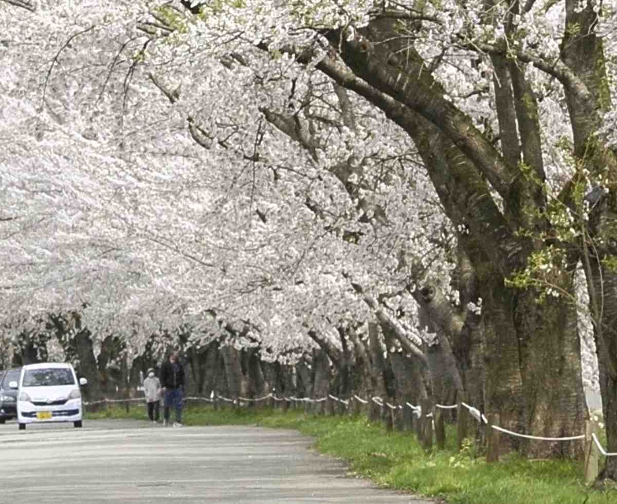 Cherry Blossoms in Full Bloom at Famous Spots in Japan's Akita Pref.; Hinokinai River Embankment Draw Crowds