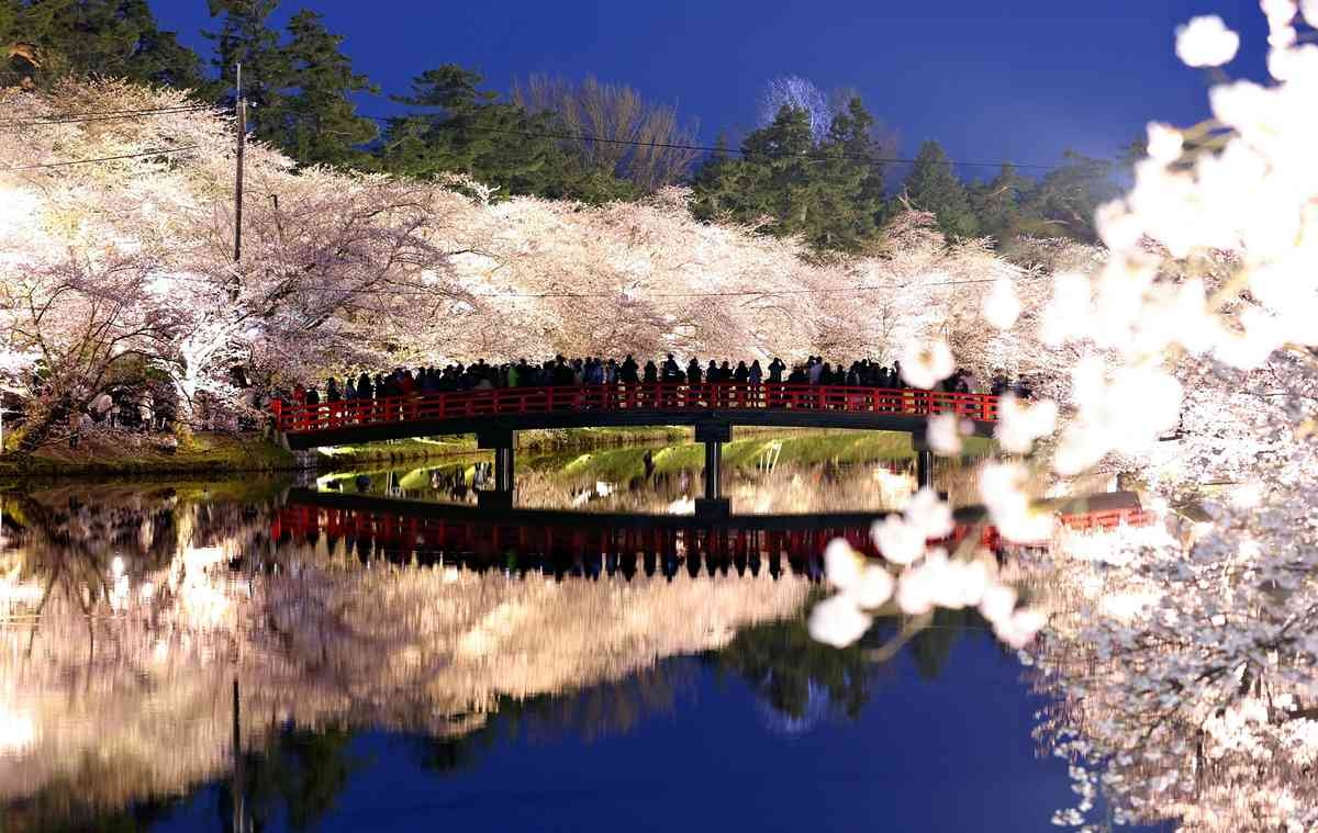Cherry Blossoms Illuminated in Evening Attract Tourists to Hirosaki Park in Aomori Pref.