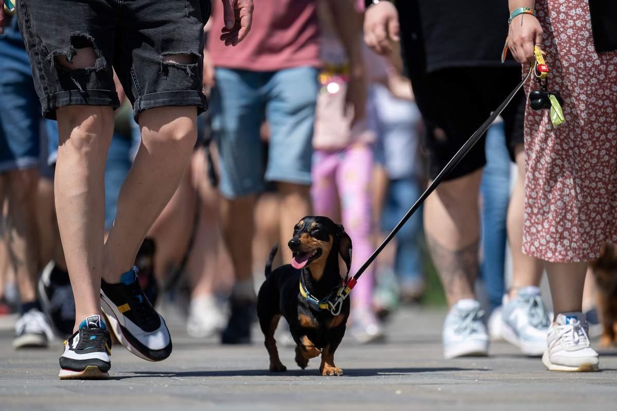 Wiener Wonderland: Hundreds of Dachshunds Chase Record in Hungary
