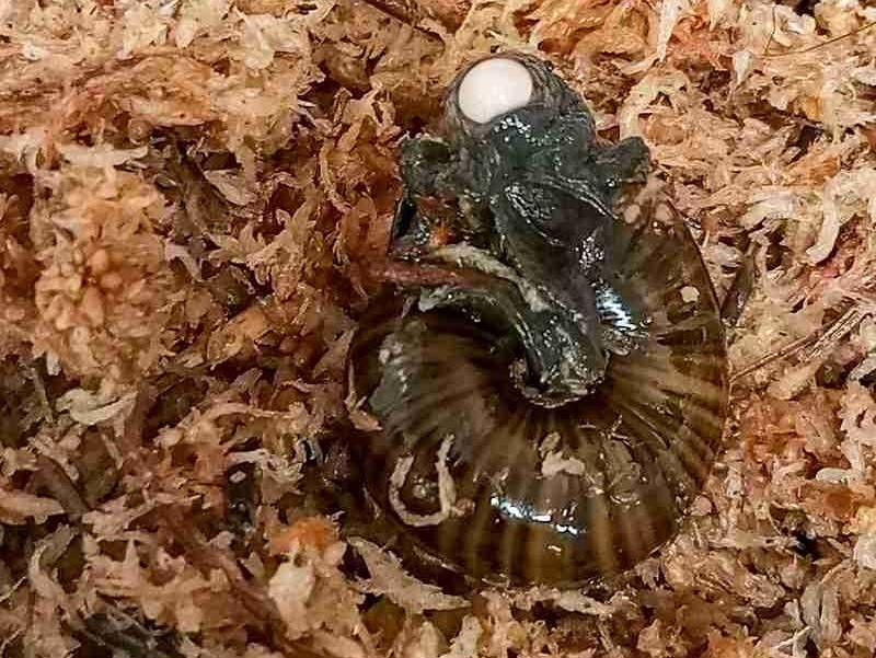 Rare N.Z. Snail Filmed for 1st Time Laying Egg from Its Neck