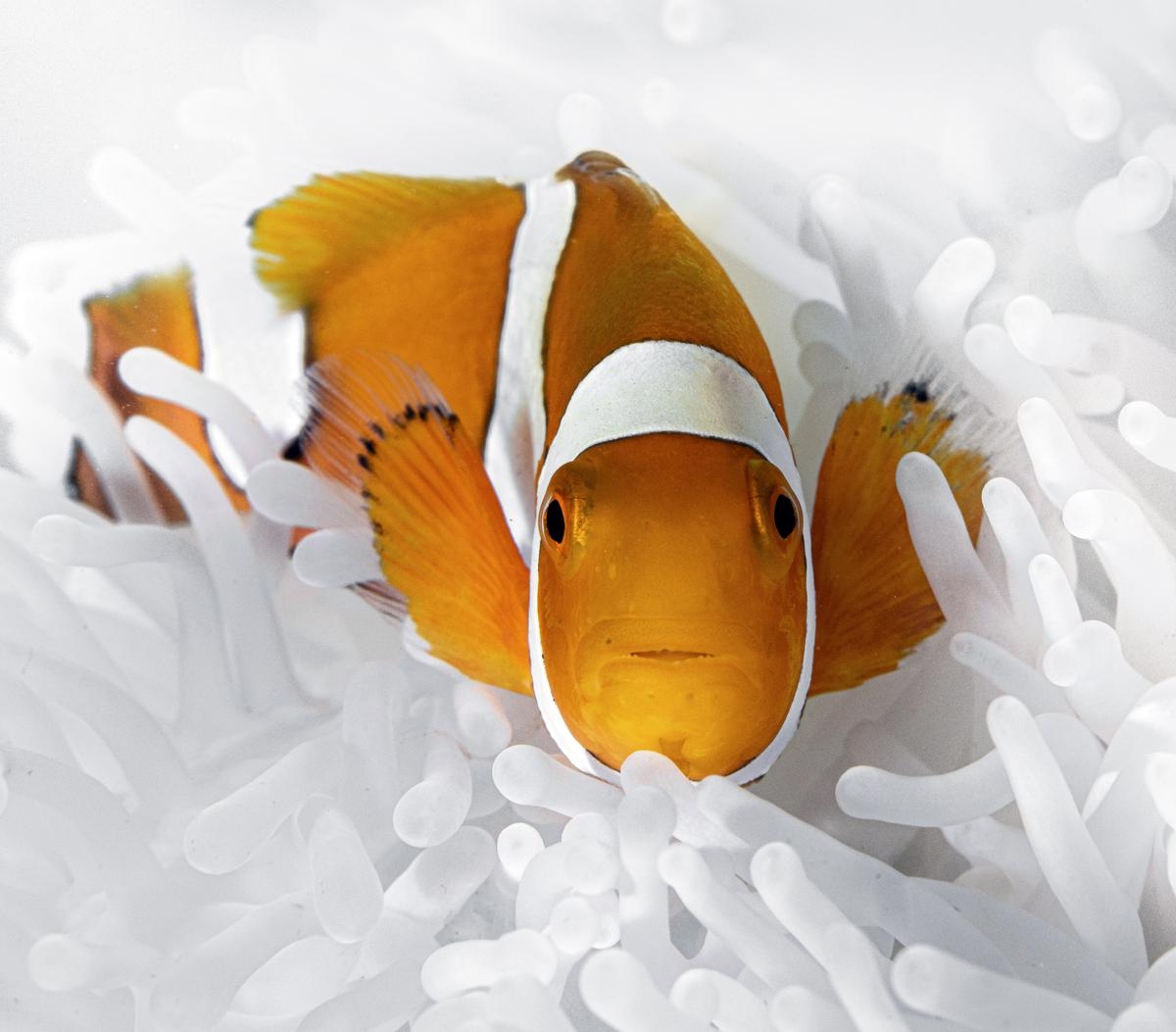 Clownfish Shrink Their Bodies to Survive Ocean Heatwaves