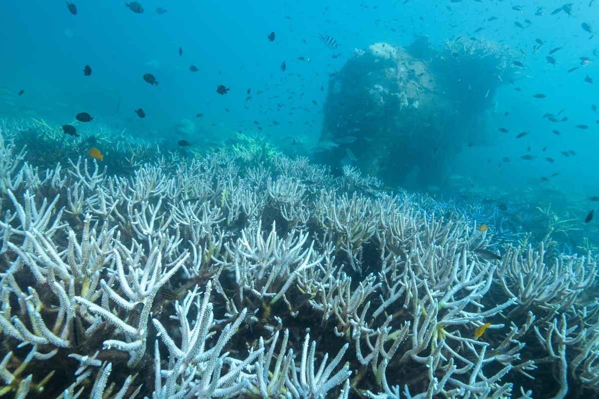 Global Coral Bleaching Crisis Spreads after Hottest Year, Scientists Say