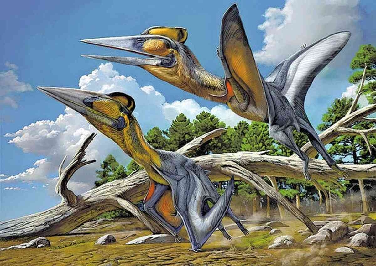 Pterosaur Fossil Found in Japan Identified as New Species