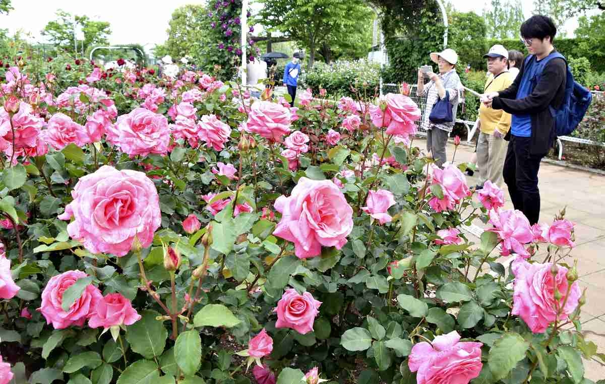 5,000 Roses Bloom at Saitama Pref. Park in Ina; Festival Serves Alcohol using Locally-Grown Produce