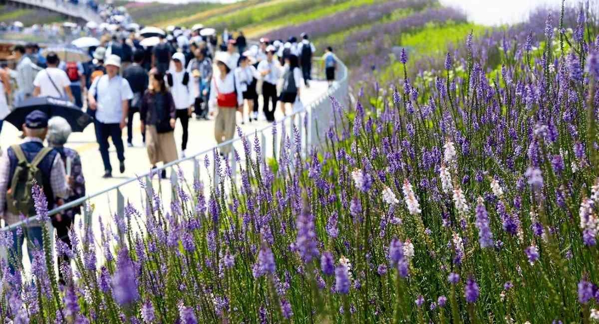 2025 Osaka Expo: Early Summer Flowers in Full Bloom at Grand Ring