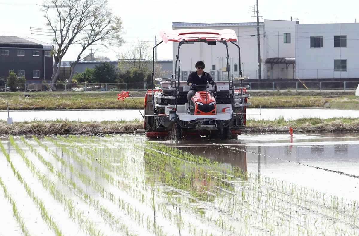 Aichi Rice Production Under Siege from Warming Climate; Record Heat Stunts Crop Growth, Causes Greater Pest Activity