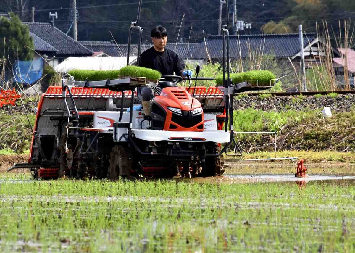 Advance Payments for 2025 Rice Foretell Rising Prices; Big Buyers Moving Early; Farmers Spurred to Grow More