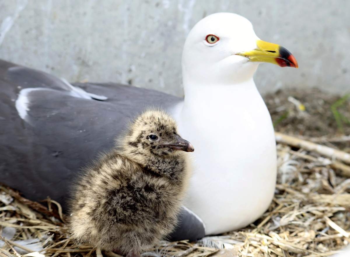 Gull Hatching Season Begins in Aomori Prefecture; Fluffy Chicks Vulnerable to Predators