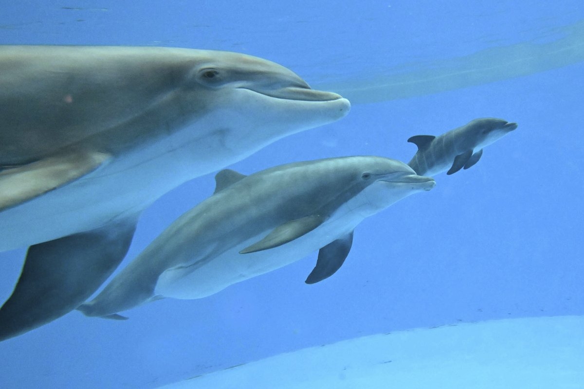 Video Shows Dolphin Calf Birth and First Breath at Chicago Zoo. Mom's Friend Helped