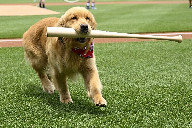 Nationals' Bat-retrieving Dog Bruce Laps Up Pregame Attention, Makes MLB Debut