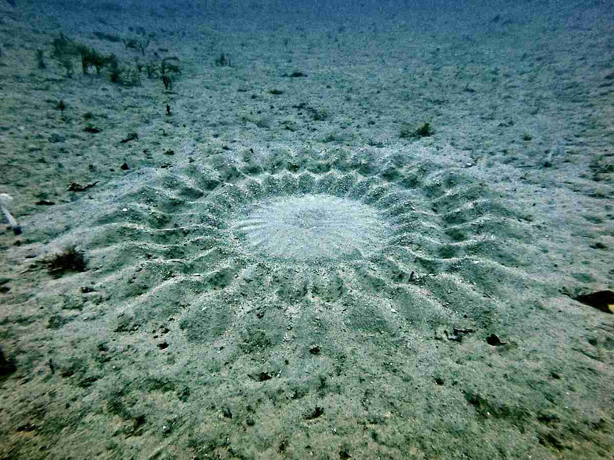Kagoshima: ‘Mystery Circle' Made by Puffer Fish on Seabed; Males Stir Up Sand to Make Spawning Areas