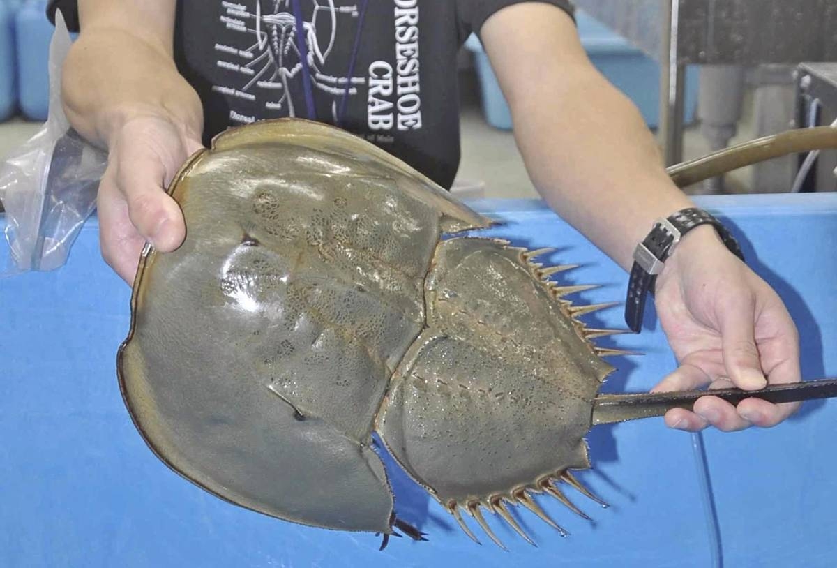 Okayama: Catch of Live Horseshoe Crabs Hits 35-year High