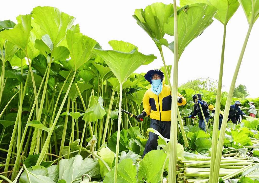 Giant Butterbur Harvest Peaks in Hokkaido;Edible Plant Grows Taller Than an Adult