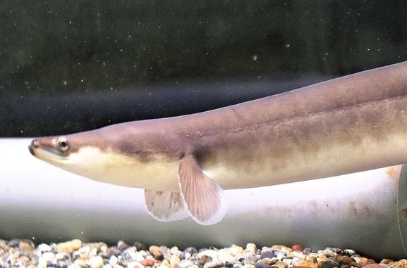 EU Plans to Propose International Trade Restrictions on All Eels, Including Japanese Eel, Which Japan Plans to Oppose