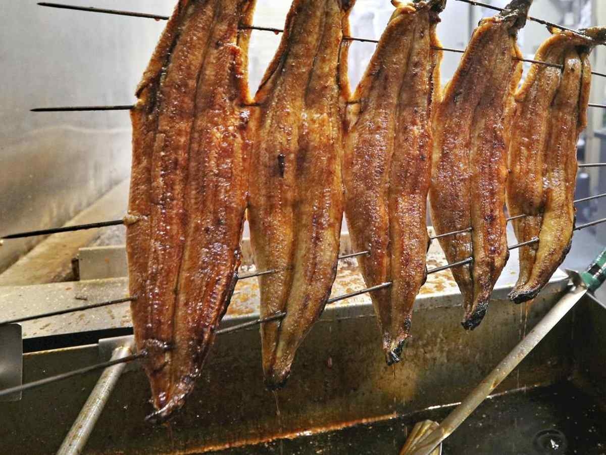 EU Proposes Eel Trade Restriction Despite Japan's Opposition