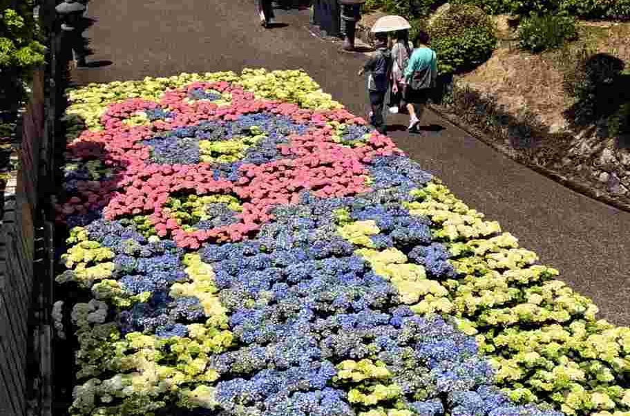 Temple in Kyoto Pref.'s Uji Features Artwork of Myaku-Myaku Made with 800 Hydrangeas